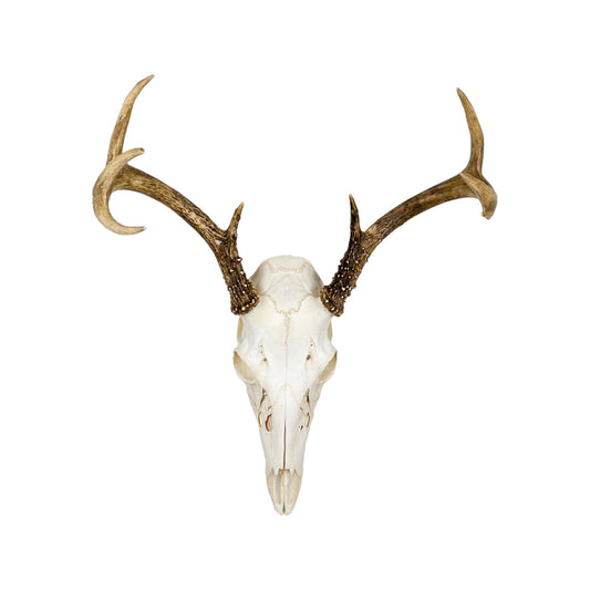 A Home Decor Taxidermy White-Tailed Deer European Skull of Grade Inferior