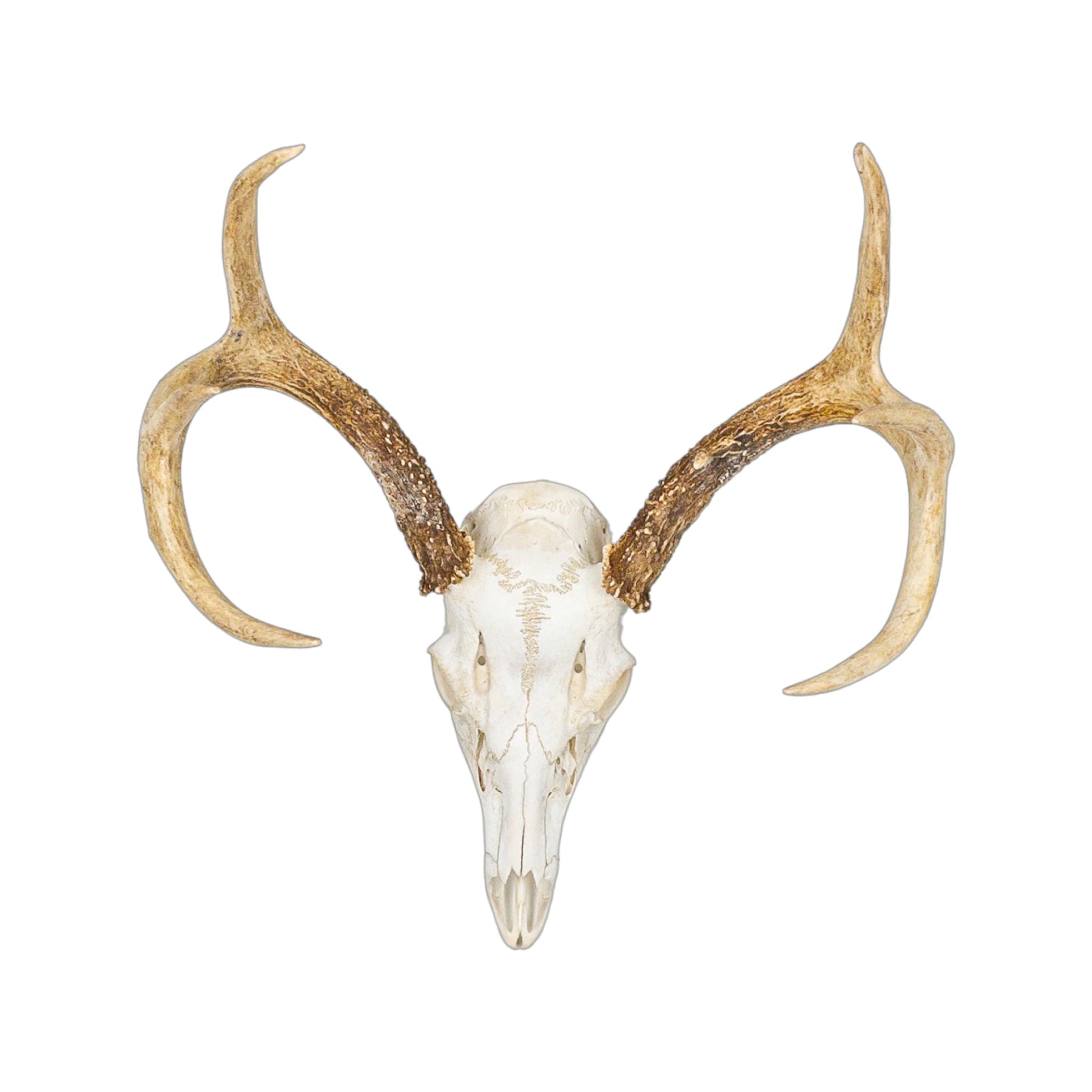 A Home Decor Taxidermy White-Tailed Deer European Skull of Grade Respectable