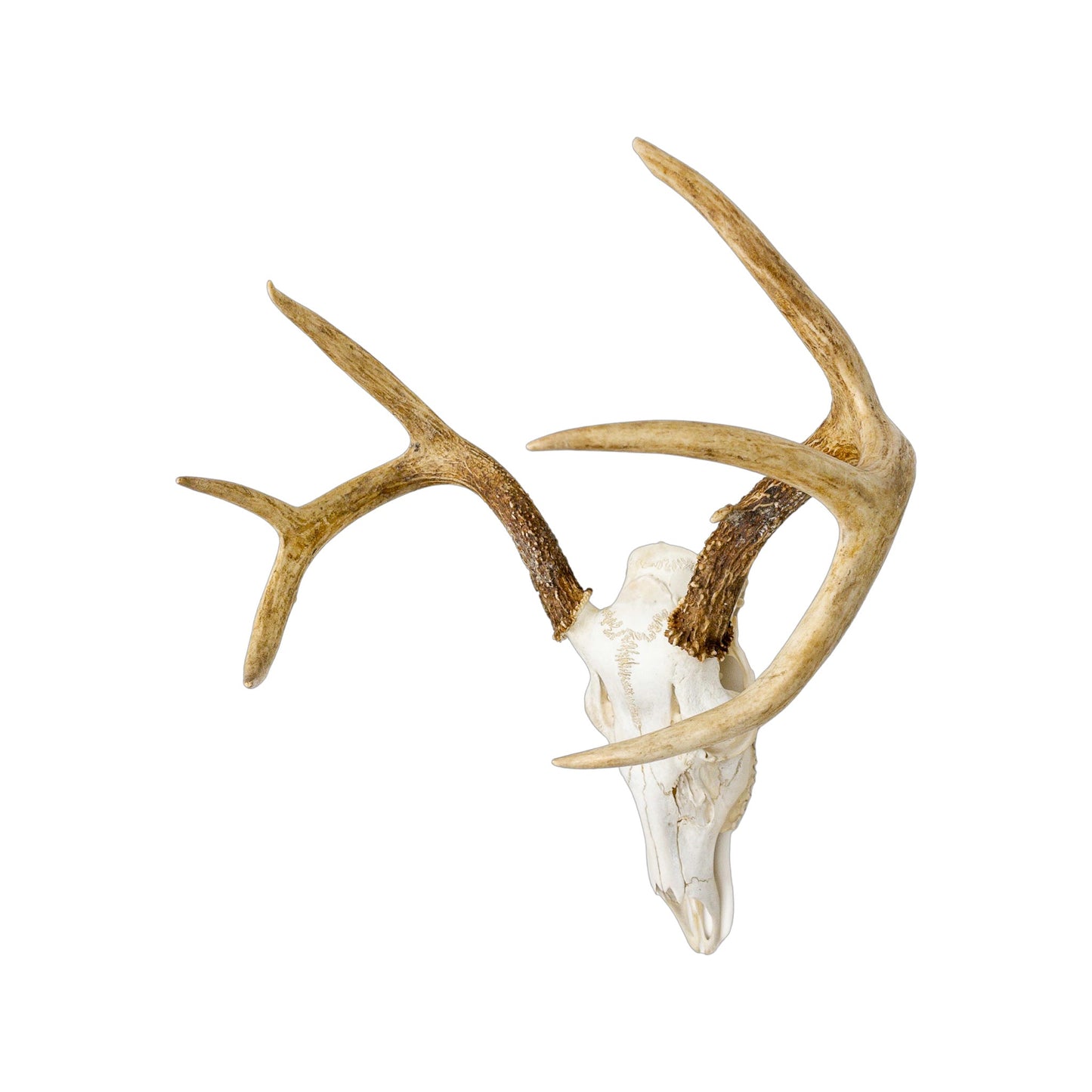 A Home Decor Taxidermy White-Tailed Deer European Skull of Grade Respectable