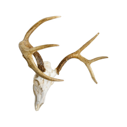 A Home Decor Taxidermy White-Tailed Deer European Skull of Grade Respectable