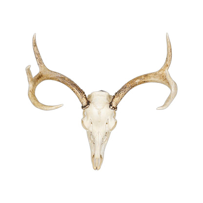 A Home Decor Taxidermy White-Tailed Deer European Skull of Grade Respectable