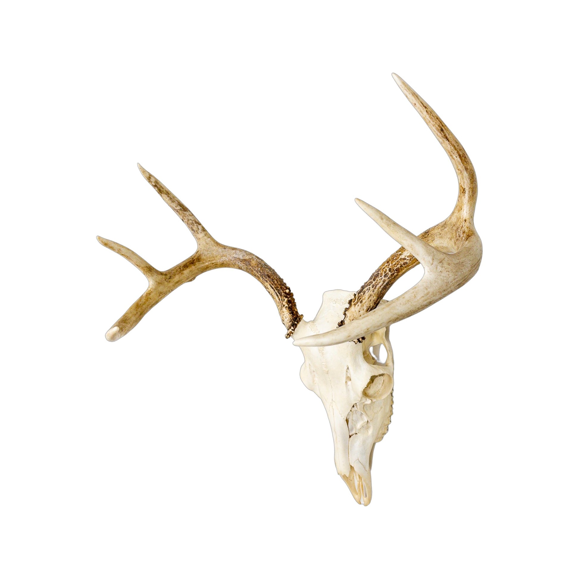 A Home Decor Taxidermy White-Tailed Deer European Skull of Grade Respectable