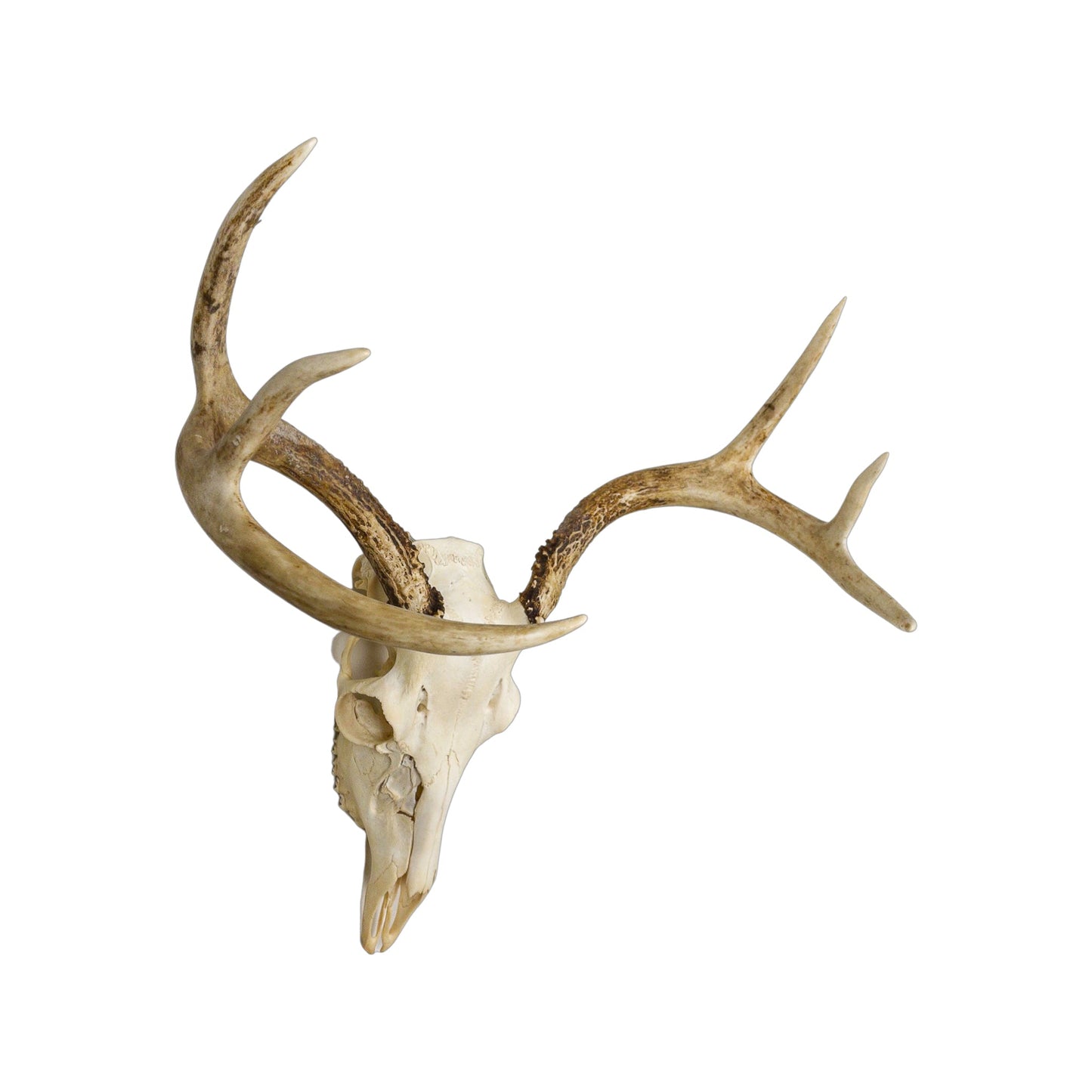 A Home Decor Taxidermy White-Tailed Deer European Skull of Grade Respectable