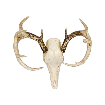 A Home Decor Taxidermy White-Tailed Deer European Skull of Grade Unique