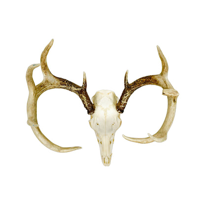 A Home Decor Taxidermy White-Tailed Deer European Skull of Grade Unique
