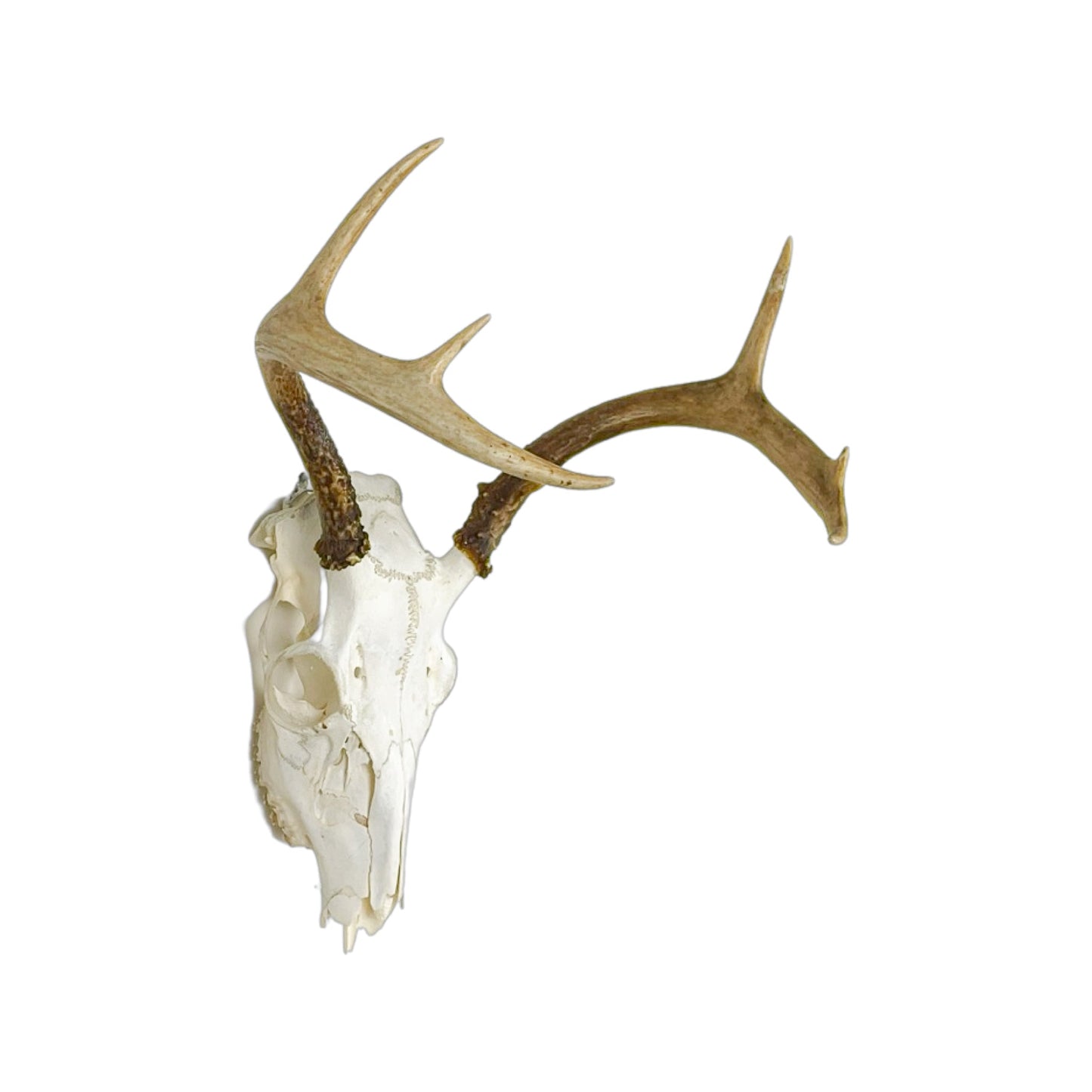 A Home Decor Taxidermy White-Tailed Deer European Skull of Grade Inferior