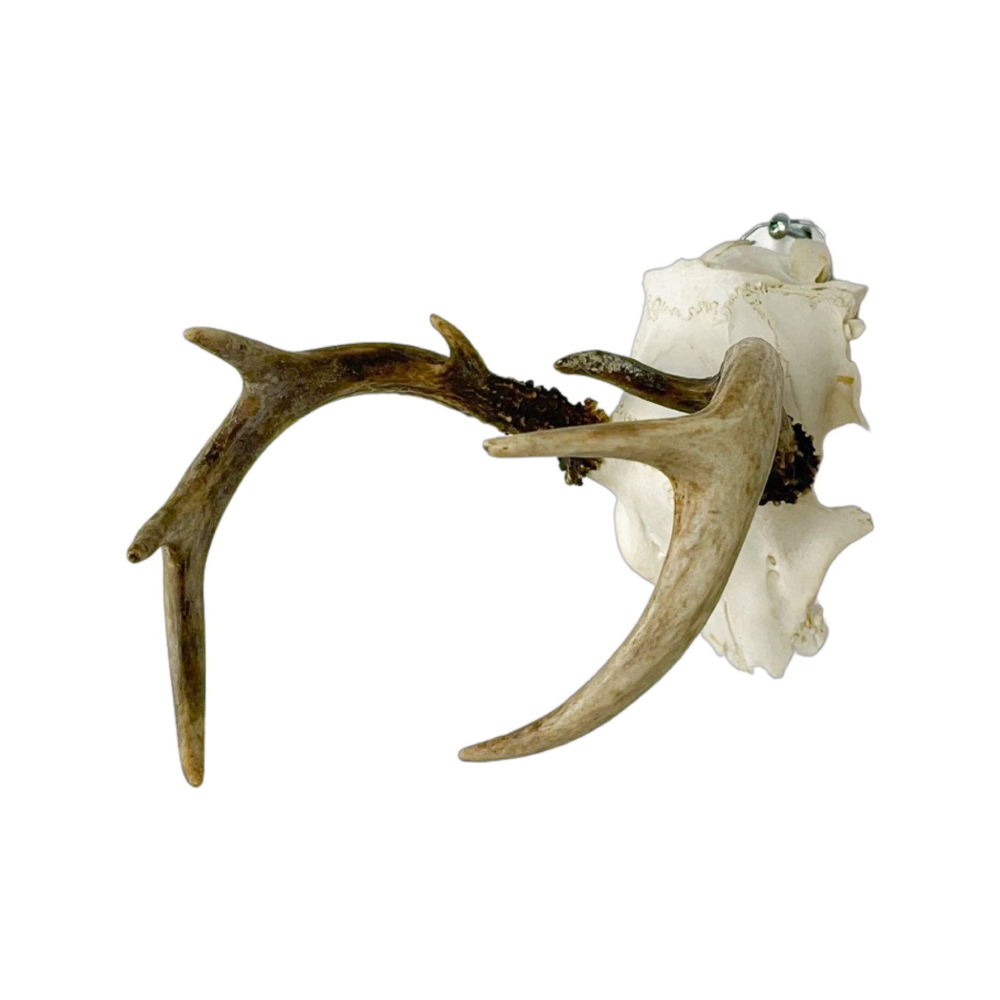 A Home Decor Taxidermy White-Tailed Deer European Skull of Grade Inferior
