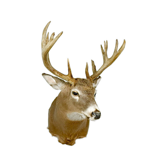 A Home Decor Taxidermy White-Tailed Deer Shoulder Mount of Grade Respectable