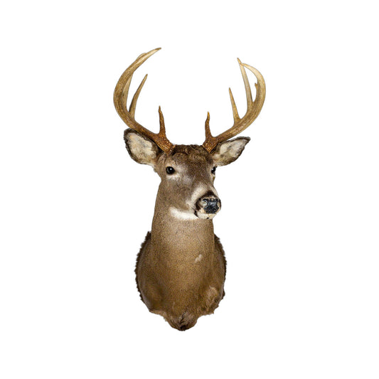 A Home Decor Taxidermy White-Tailed Deer Shoulder Mount of Grade Respectable