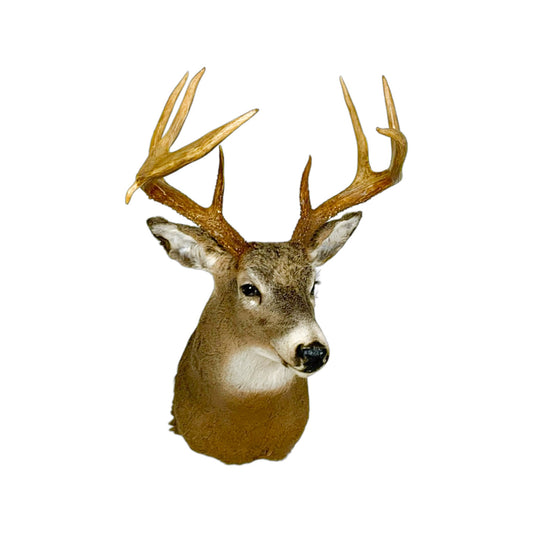 A Home Decor Taxidermy White-Tailed Deer Shoulder Mount of Grade Respectable