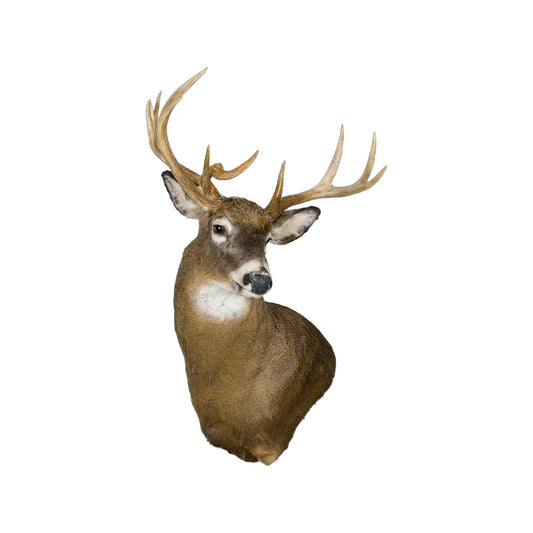 A Home Decor Taxidermy White-Tailed Deer Shoulder Mount of Grade Remarkable