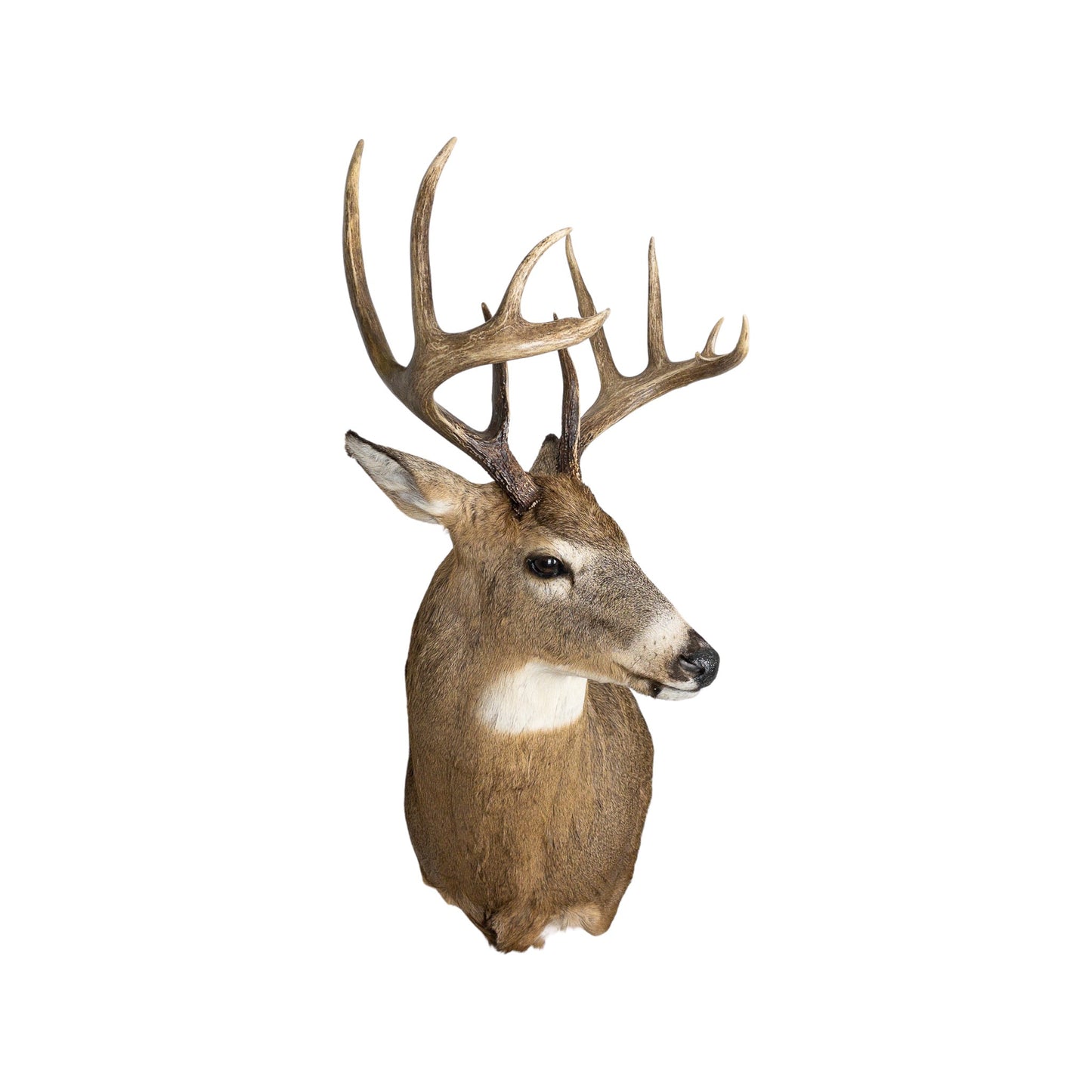 A Home Decor Taxidermy White-Tailed Deer Shoulder Mount of Grade Remarkable