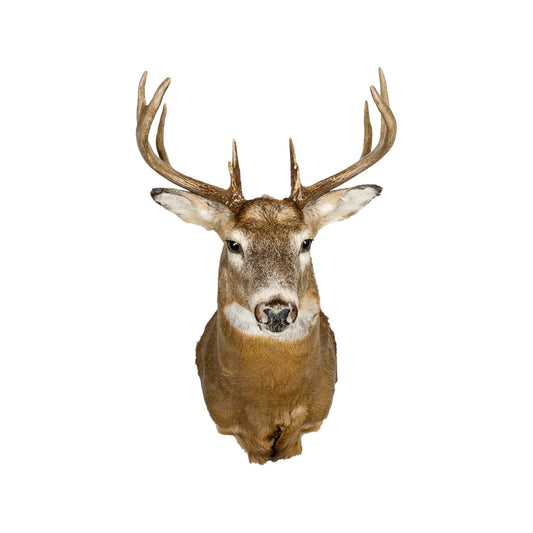 A Home Decor Taxidermy White-Tailed Deer Shoulder Mount of Grade Respectable