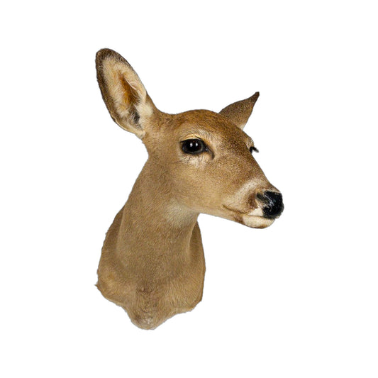 A Home Decor Taxidermy White-Tailed Deer Shoulder Mount of Grade Respectable