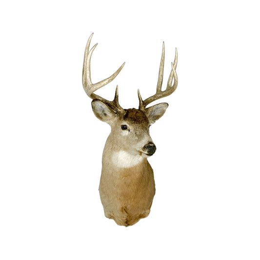A Home Decor Taxidermy White-Tailed Deer Shoulder Mount of Grade Remarkable