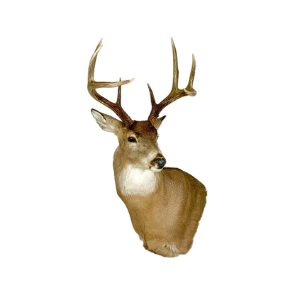 A Home Decor Taxidermy White-Tailed Deer Shoulder Mount of Grade Remarkable