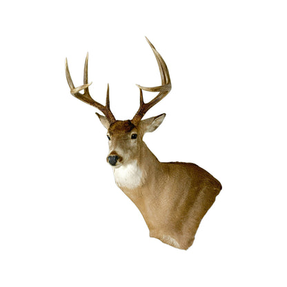 A Home Decor Taxidermy White-Tailed Deer Shoulder Mount of Grade Remarkable