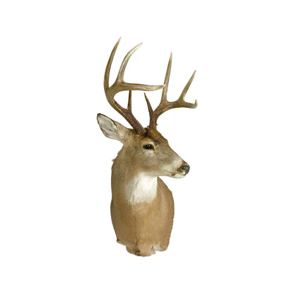 A Home Decor Taxidermy White-Tailed Deer Shoulder Mount of Grade Remarkable