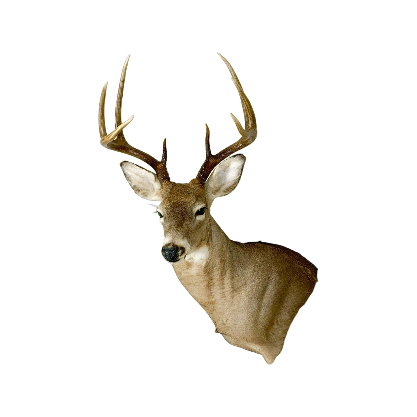 A Home Decor Taxidermy White-Tailed Deer Shoulder Mount of Grade Remarkable