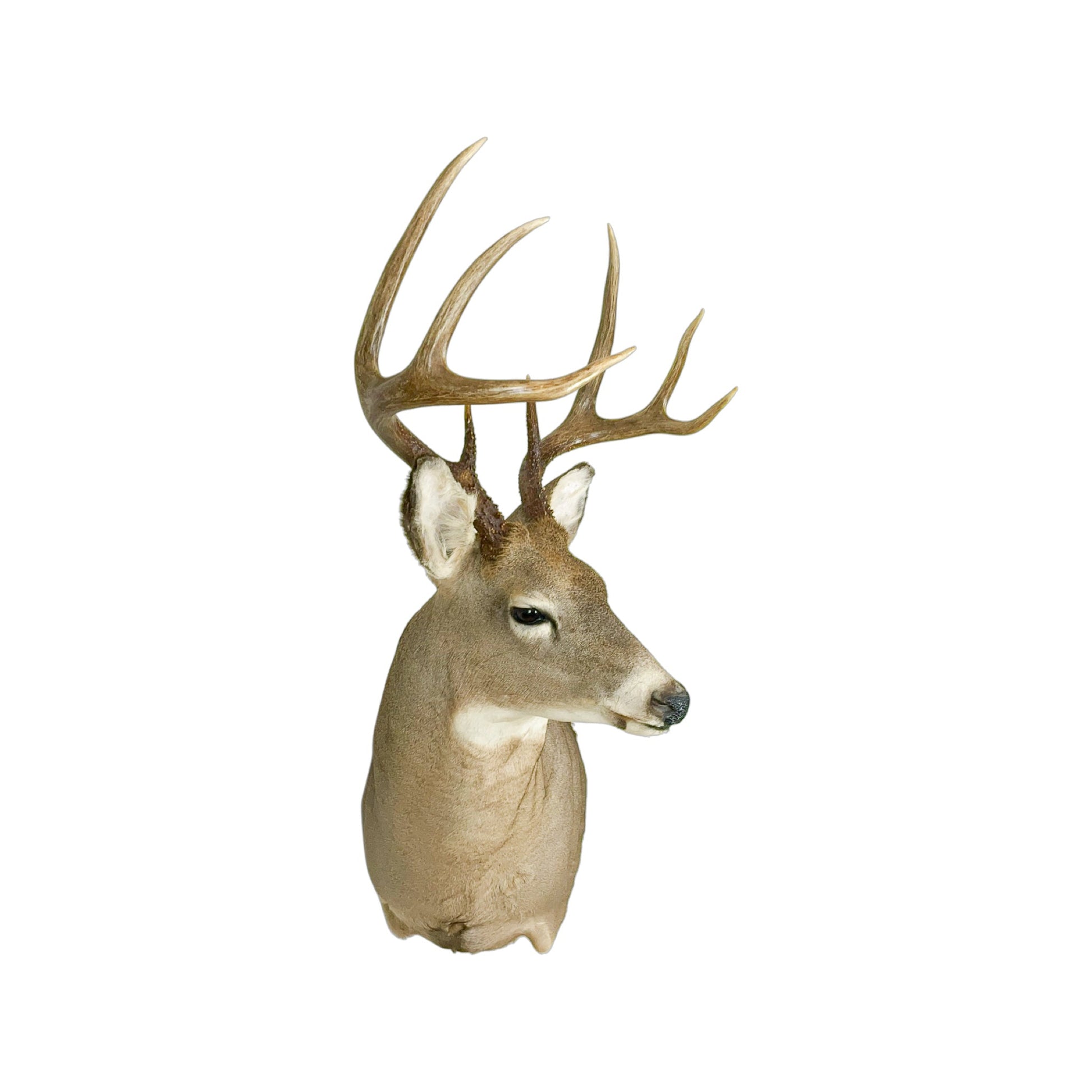 A Home Decor Taxidermy White-Tailed Deer Shoulder Mount of Grade Remarkable