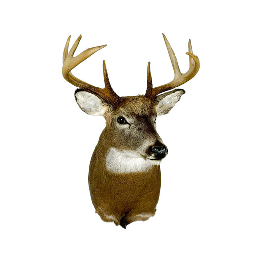 A Home Decor Taxidermy White-Tailed Deer Shoulder Mount of Grade Respectable