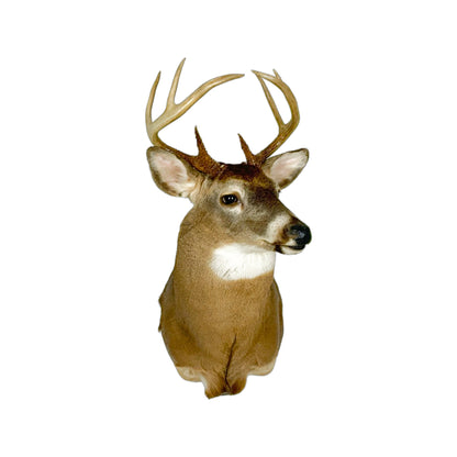 A Home Decor Taxidermy White-Tailed Deer Shoulder Mount of Grade Respectable