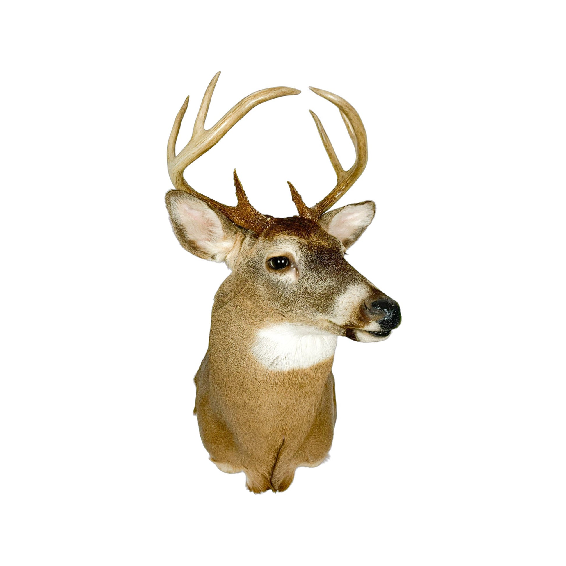 A Home Decor Taxidermy White-Tailed Deer Shoulder Mount of Grade Respectable