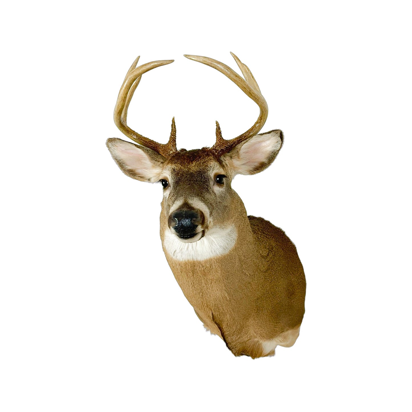 A Home Decor Taxidermy White-Tailed Deer Shoulder Mount of Grade Respectable