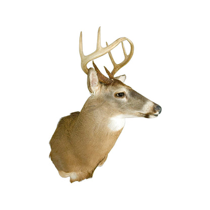 A Home Decor Taxidermy White-Tailed Deer Shoulder Mount of Grade Respectable