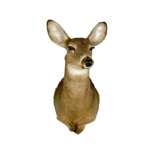 A Home Decor Taxidermy White-Tailed Deer Shoulder Mount of Grade Respectable