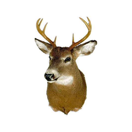 A Home Decor Taxidermy White-Tailed Deer Shoulder Mount of Grade Respectable