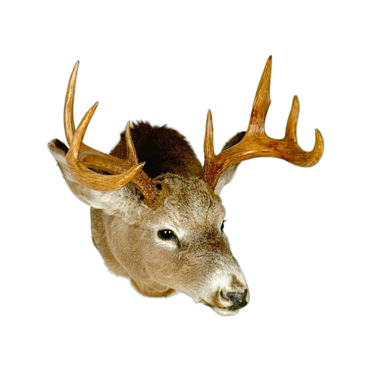 A Home Decor Taxidermy White-Tailed Deer Shoulder Mount of Grade Respectable