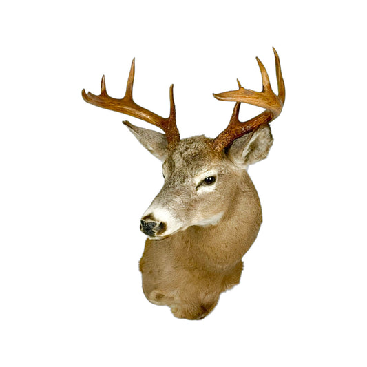 A Home Decor Taxidermy White-Tailed Deer Shoulder Mount of Grade Respectable