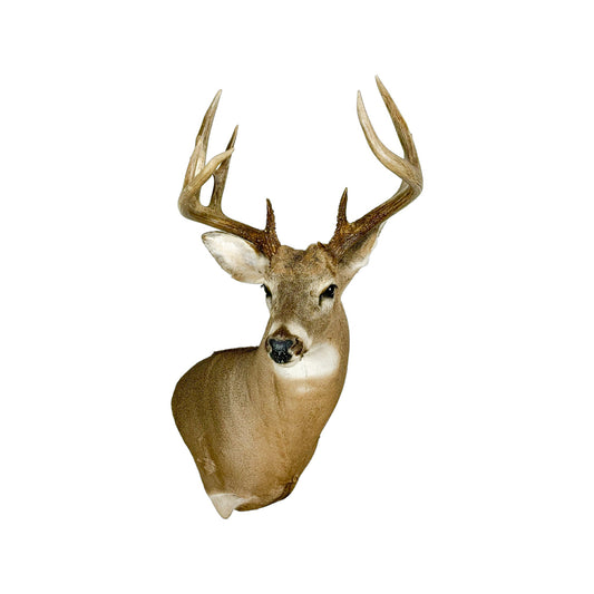 A Home Decor Taxidermy White-Tailed Deer Shoulder Mount of Grade Respectable