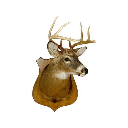 A Home Decor Taxidermy White-Tailed Deer Shoulder Mount of Grade Respectable
