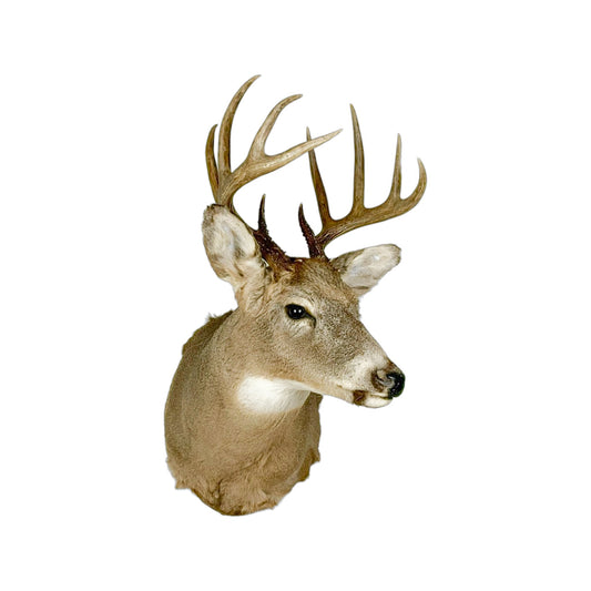 A Home Decor Taxidermy White-Tailed Deer Shoulder Mount of Grade Respectable