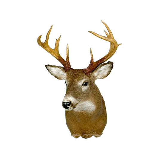 A Home Decor Taxidermy White-Tailed Deer Shoulder Mount of Grade Respectable