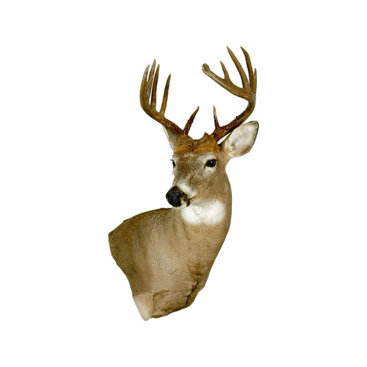 A Home Decor Taxidermy White-Tailed Deer Shoulder Mount of Grade Remarkable