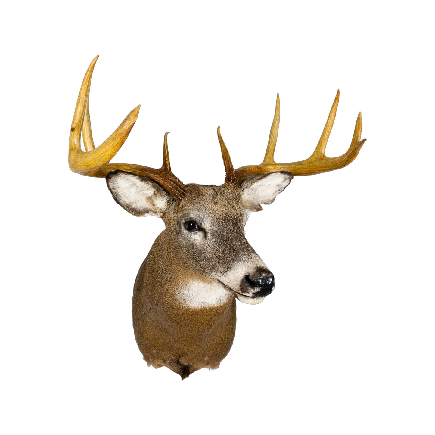 A Home Decor Taxidermy White-Tailed Deer Shoulder Mount of Grade Respectable