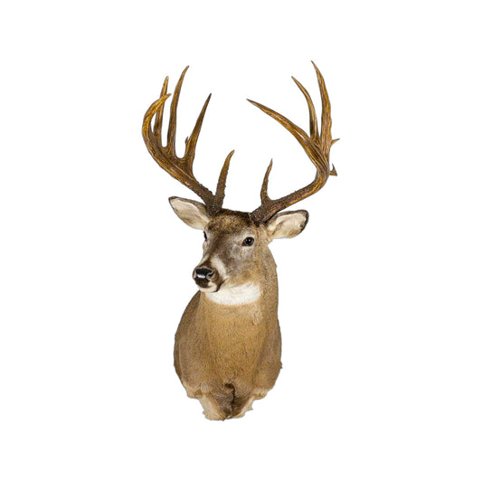 A Home Decor Taxidermy White-Tailed Deer Shoulder Mount of Grade World Class