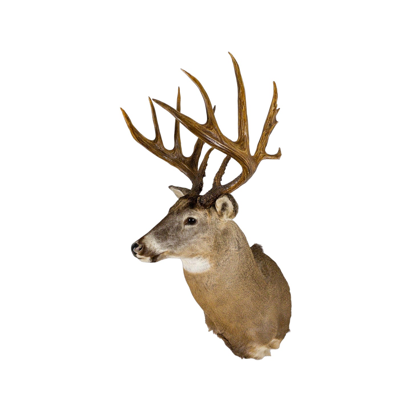 A Home Decor Taxidermy White-Tailed Deer Shoulder Mount of Grade World Class