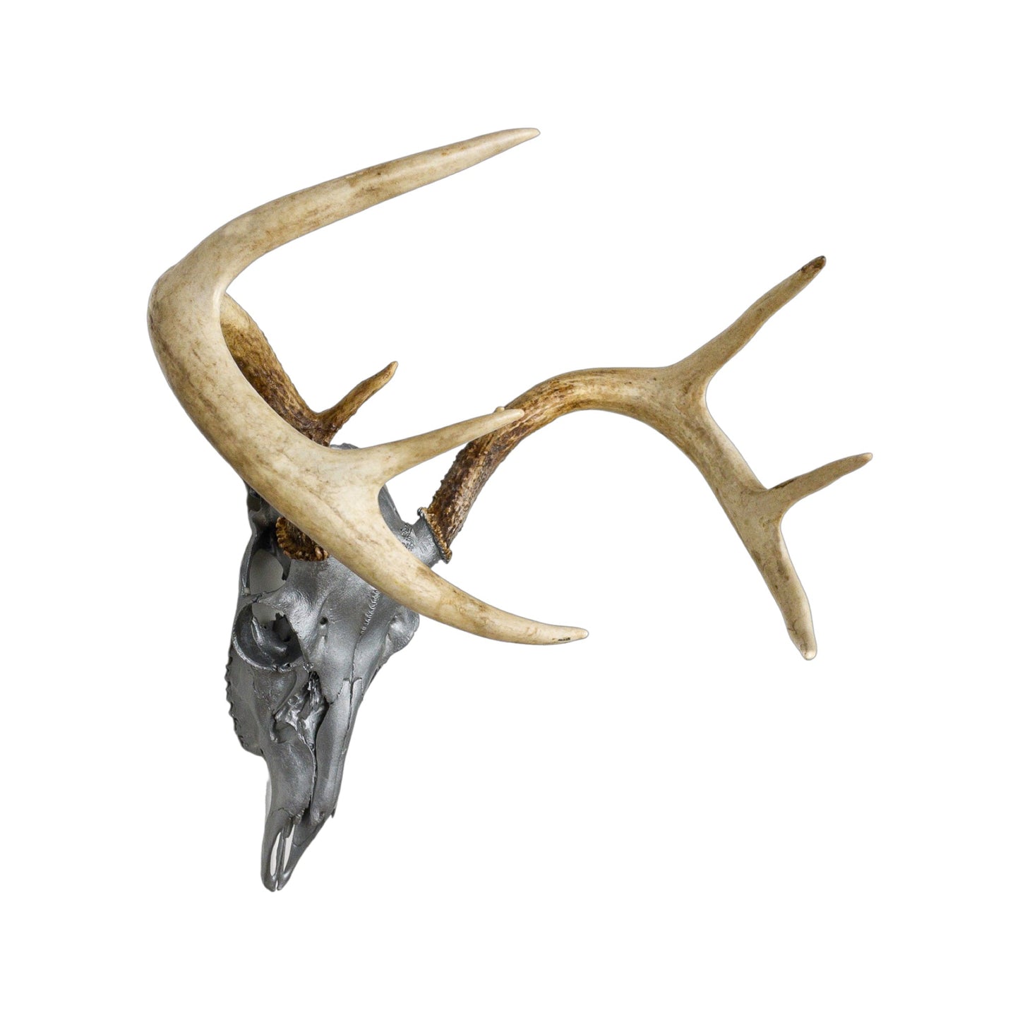 A Home Decor Taxidermy White-Tailed Deer Silver Painted European Skull of Grade Respectable