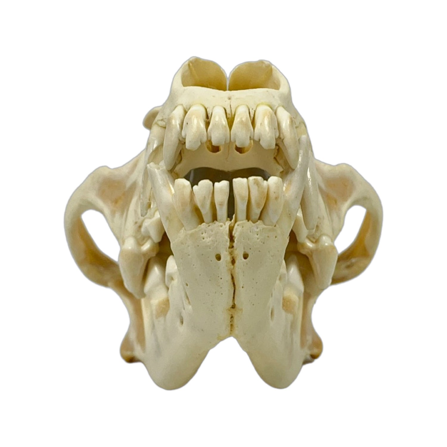 A Home Decor Taxidermy Wolf Skull  of Grade Respectable