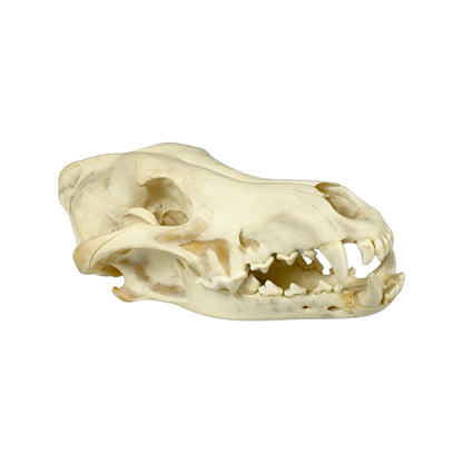 A Home Decor Taxidermy Wolf Skull  of Grade Respectable