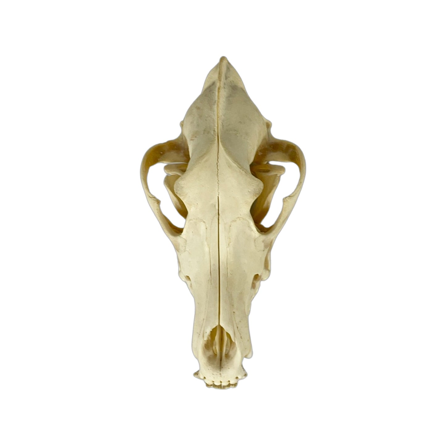 A Home Decor Taxidermy Wolf Skull  of Grade Respectable